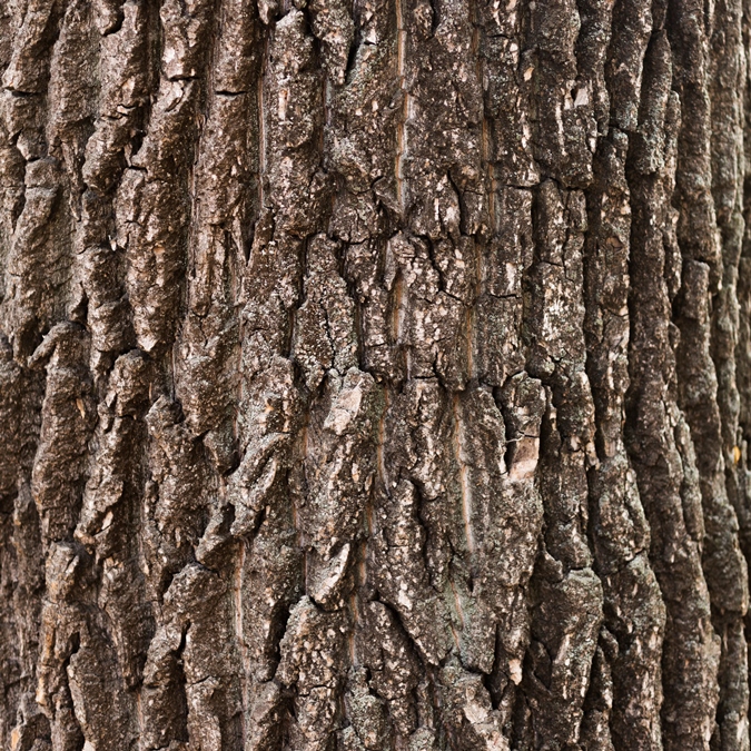【保護力/舒緩】松樹皮萃取 Pine bark Extract